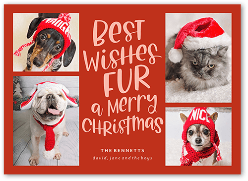 15+ Dog Christmas Card Ideas & Photoshoot Tips | Shutterfly