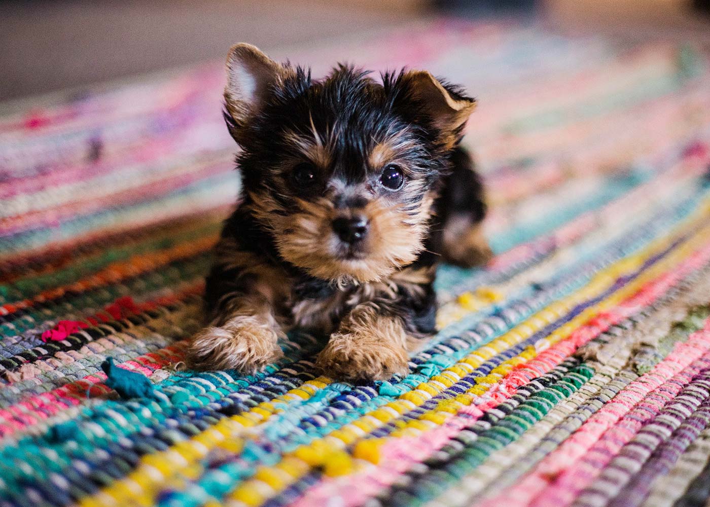 37 Puppy Picture Ideas to Capture Their Cuteness | Shutterfly