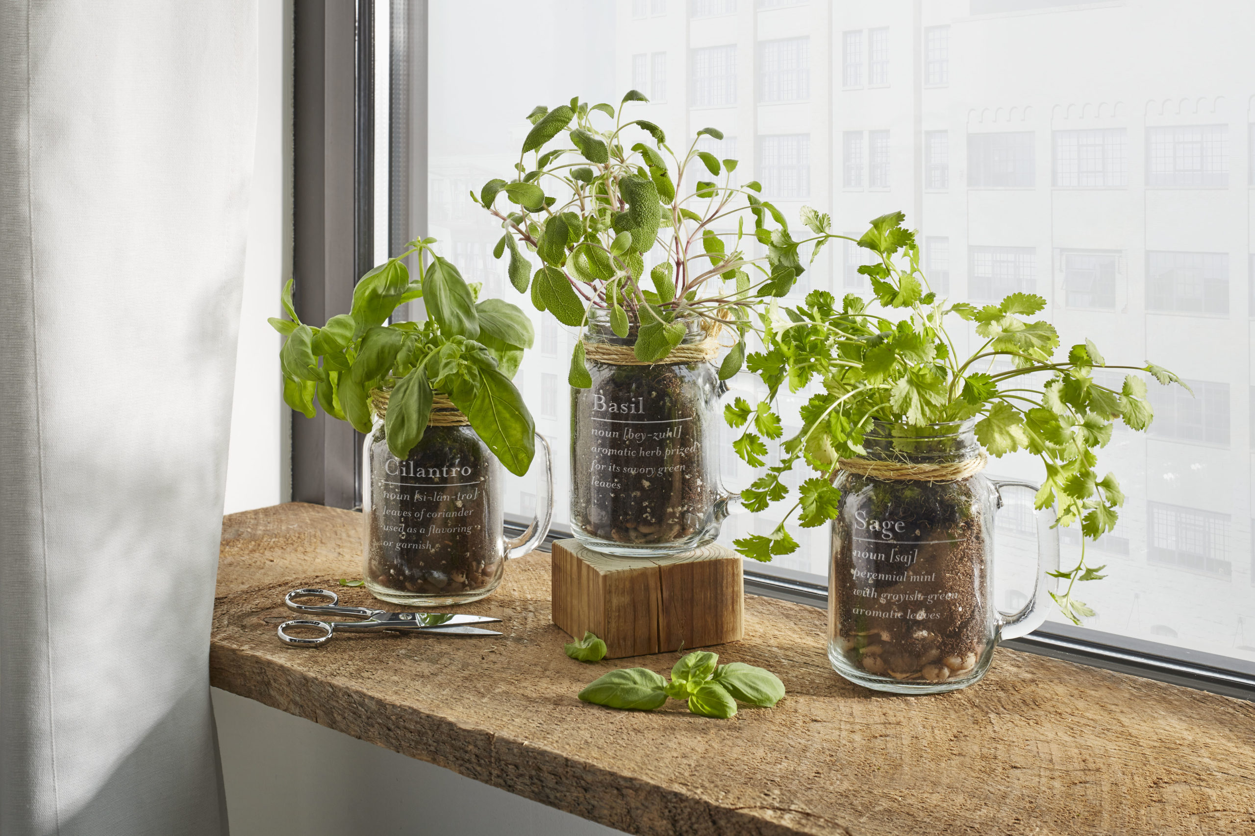 mason jar with herbs growing inside with the name of the herb on the mason jar