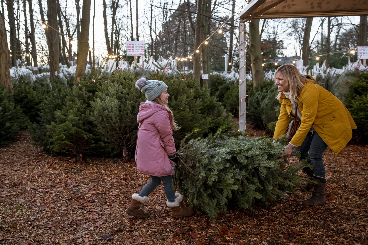 Christmas tree farm