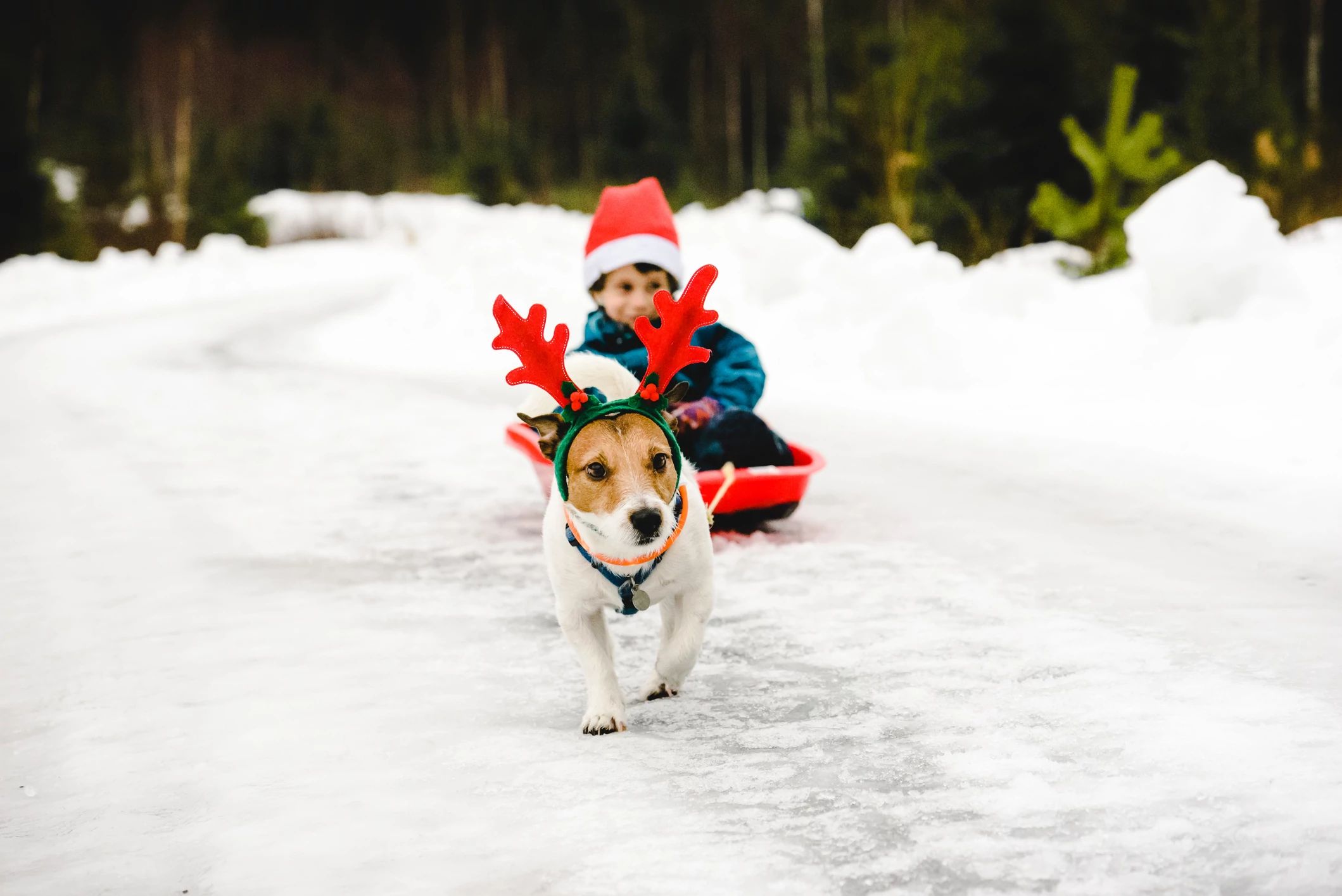 dog pulling kid on a sled in festive christmas photo