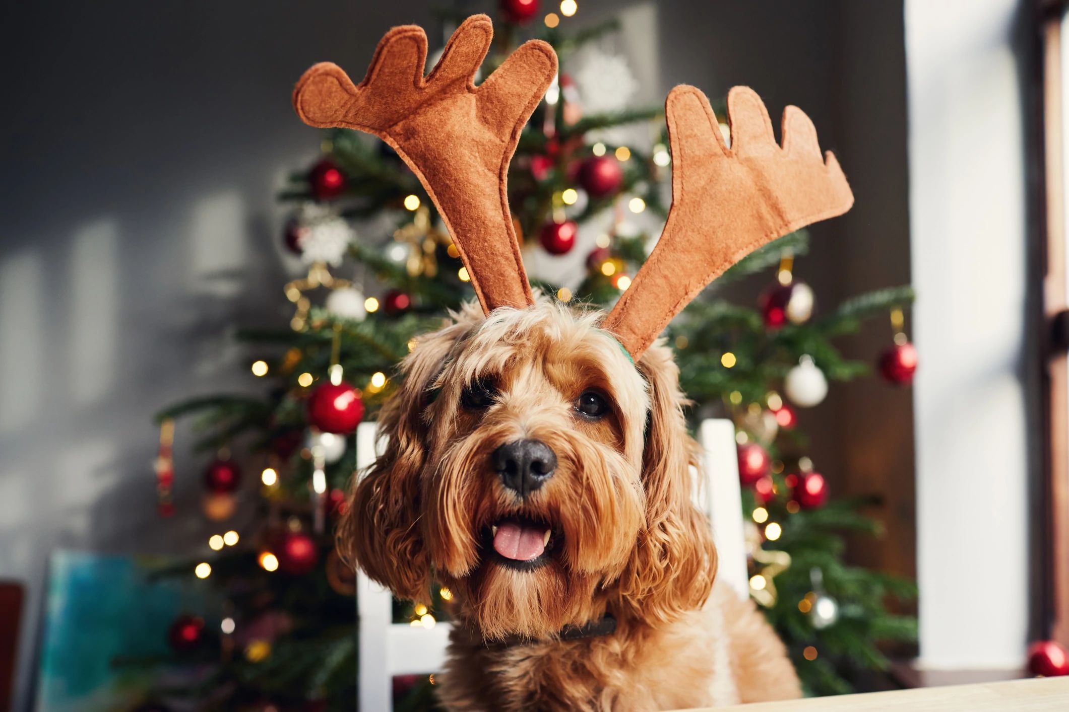 dog posing for christmas photo with reindeer antlers