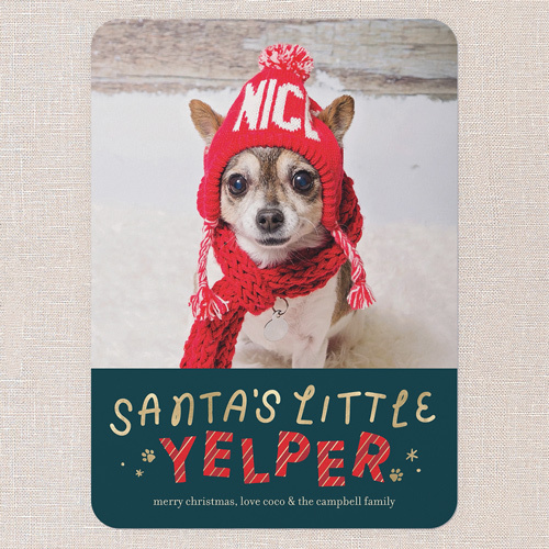 christmas card with photo of a dog wearing a beanie and scarf